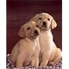 Labrador Golden Puppy