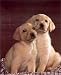 Animal Labrador Golden Puppy Dog Cute Art Poster Print - 16" X 20"