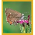 Coral Hairstreak Butterfly Bookmark