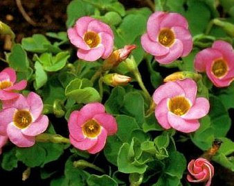 Oxalis Inops 'Depressa' - 15 large - 4/5cm flowerbulbs Oxalis Inops 'Depressa' - 15 large - 4/5cm flowerbulbs