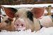 Pig, Piglet in Winter - 24