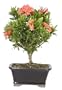 Brussel's Ixora Paradise Indoor Bonsai Tree