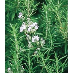 Rosemary - 1 Pkt. (100 seeds)