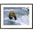 Grizzly Bear (Ursus Arctos) Fishing at Brook Falls, Katmai National Park, Alaska Framed Photographic Poster Print by Rich Reid, 29x21