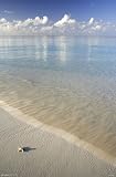 STARFISH BEACH - 24x36 - ART PRINT / POSTER