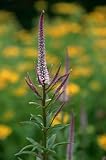 Review Crocus  / Veronicastrum virginicum Fascination