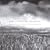Finzi: A Centenary Collection