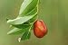 Jujube - 24