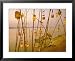 Akash Deep Puja, Sky Lantern Festival on the Ganges River Bank, Varanasi, Uttar Pradesh State, Indi Framed Art Poster Print by John Henry Claude Wilson, 31x25