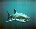 Marty Snyderman Great White Shark Art Poster Print - 16" X 20"