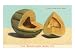 Burrell's Gem Musk Melon Premium Giclee Poster Print, 18x24