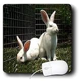 Rabbits - White New Zealand Rabbit - Mouse Pads