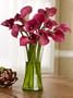 Long-Stemmed Pink Calla Lilies - 20 Stems