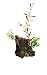Marina Deco-Wood Ornament, Medium