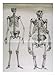 The Skeletons of Homo Sapiens and a Gorilla Compared Collections Giclee Poster Print ...
