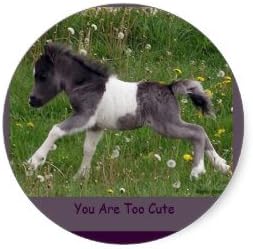 Baby Pinto Mini Horse Sticker