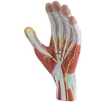 Altay Scientific Human Hand Model, 3 Parts, 5 x 40 x 27cm Size