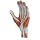 Altay Scientific Human Hand Model, 3 Parts, 5 x 40 x 27cm Size