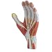 Altay Scientific Human Hand Model, 3 Parts, 5 x 40 x 27cm Size