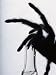 Tarantula Raised For Venom To Study Neural and Chemical Paths in Humans Art Photograp...