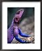 Flat-Headed Rock Agama (Agama Mwanzae), Serengeti National Park, Arusha, Tanzania Styles Framed Art Poster Print by Ariadne Van Zandbergen, 18x22