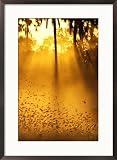 Birds flying up into sunlight streaming through the jungle foliage Photography Framed Art Poster Print by Beverly Joubert, 21x29