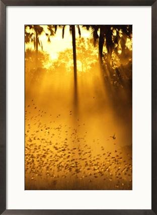 Birds flying up into sunlight streaming through the jungle foliage Photography Framed Art Poster Print by Beverly Joubert, 21x29