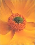 Flowers A to Z: Keepsake Boxed Notecards