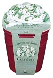 Carpet of Snow Sweet Alyssum Cache Pot with Flower Seeds, Organic Soil and Stoneware Planter * Great Gift Idea *