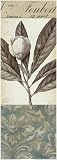 Botanical Bay Laurel Subject Art Poster Print, 10x28