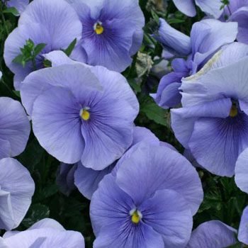 Outsidepride Light Blue Pansy - 1000 Seeds Outsidepride Light Blue Pansy - 1000 Seeds