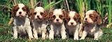 Cavalier King Charles Spaniels 1000 Piece Puzzle