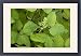 Framed Prints of Asian or Korean Ginseng in flower from Ardea Wildlife Pets