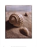IMAGE OF Seashell I Beautiful MUSEUM WRAP CANVAS Print with Added BRUSHSTROKES Sondra Wampler 11x14