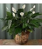 plants - premium sympathy peace lily