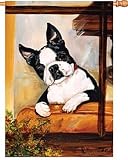 Boston Terrier