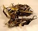 White Peony (Baimudan) White Tea 8 oz