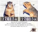 Arundale Mugshot Squirrel-Giant Display