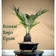 Japanese Sago Palm - GREAT GIFT EASY TO GROW - 4" pot
