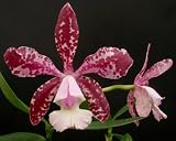 Cattleya Brabantiae 'El Toro' AM/AOS x Cattleya Brabantiae 'Dixie's Spots'