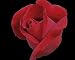 Photographic Prints of Hybrid Tea Rose, Thinking of You from ClownFish Photo