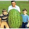North Carolina Giant Watermelon -10 Seeds- HUGE 200 lbs