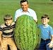 North Carolina Giant Watermelon -10 Seeds- HUGE 200 lbs