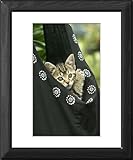 Framed Prints of European brown Tabby Cat - Kitten in carrier from Ardea Wildlife Pets