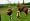 Harvest Moon: Tree of Tranquility