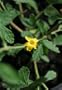 Damiana Herbal Tea