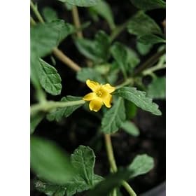 Damiana Herbal Tea