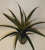 Review Silk Plants Plus 241252 / 22