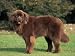 Brown Newfoundland Portrait Animals Photographic Poster Print by Adriano Bacchella, 16x12