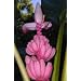 Rosa Zwergbanane (pink velvit-Banane) - Musa velutina - 10 Samen